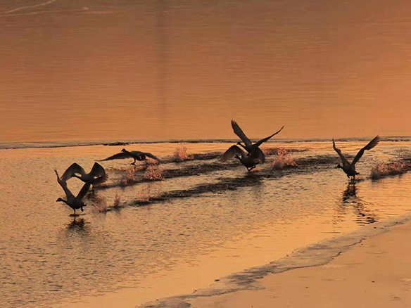 412MW！錦州陽光獲國電投青海高效雙面組件訂單